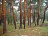 Frondosos pinares, necrópolis medievales y lagunas a 2.000 metros de altitud